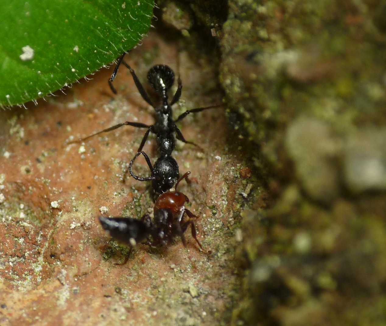 Battaglia tra formiche Crematogaster e Aphaenogaster